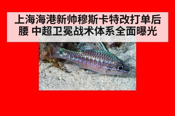 上海海港新帅穆斯卡特改打单后腰 中超卫冕战术体系全面曝光
